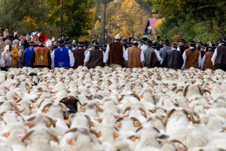 Kliknij, aby powiększyć zdjęcie.